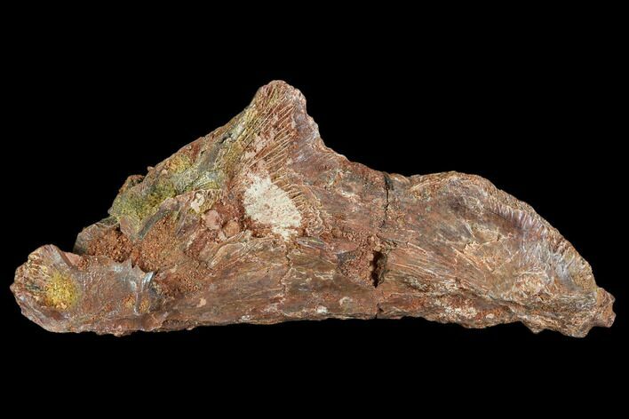 Fossil Crocodile Skull Section - Kem Kem Beds, Morocco #110298